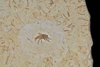 Insecte fossile (Hyménoptère) 